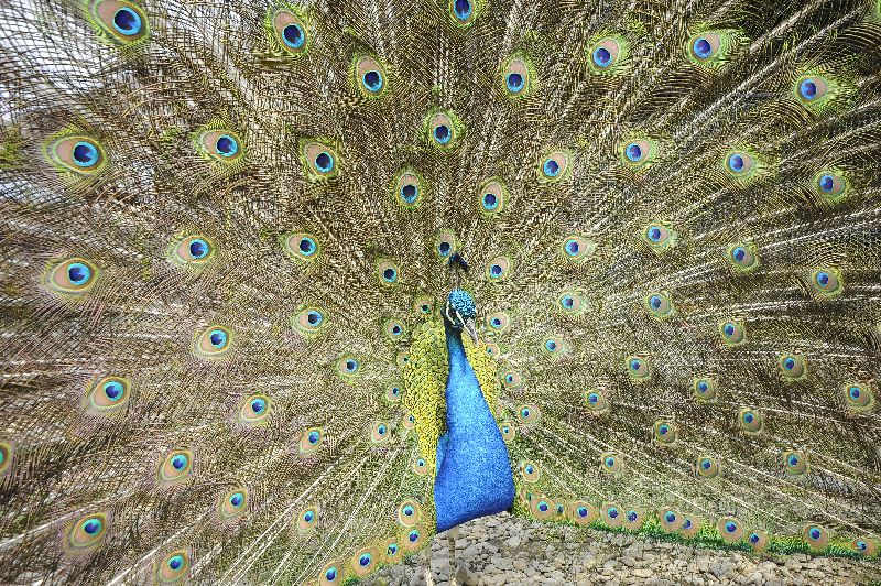 Visite de la ferme pédagogique